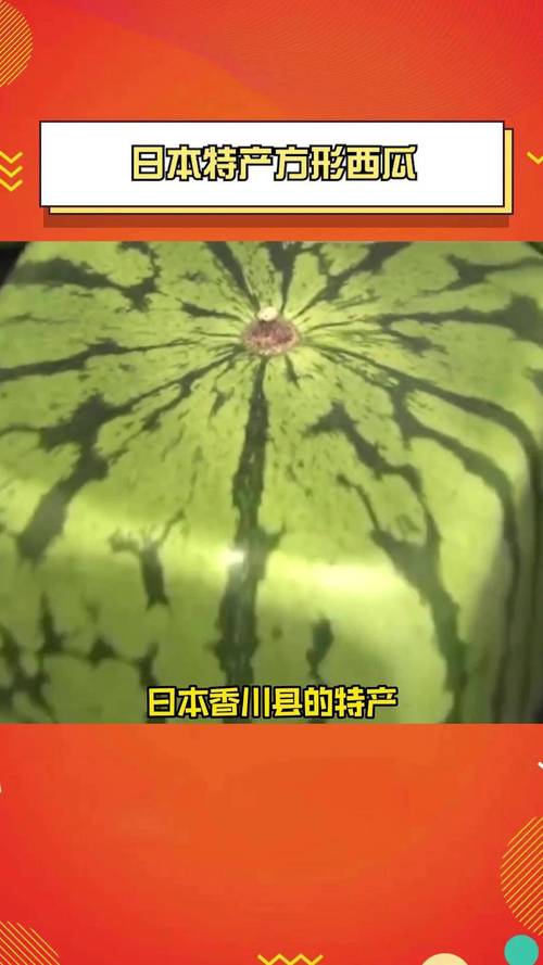 日本西瓜为什么贵？在日本西瓜为什么这么贵？-第7张图片-屿企百科网