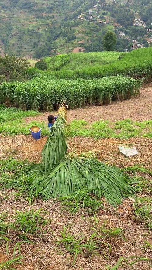气候对牧草生长的影响，利于牧草生长的气候-第2张图片-屿企百科网
