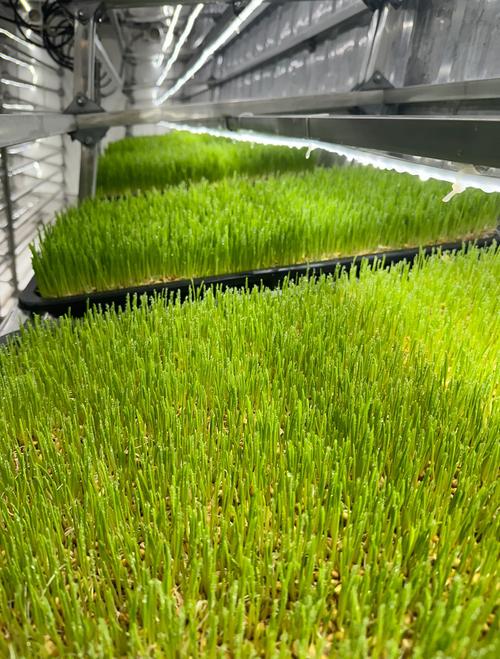 气候对牧草生长的影响，利于牧草生长的气候-第3张图片-屿企百科网