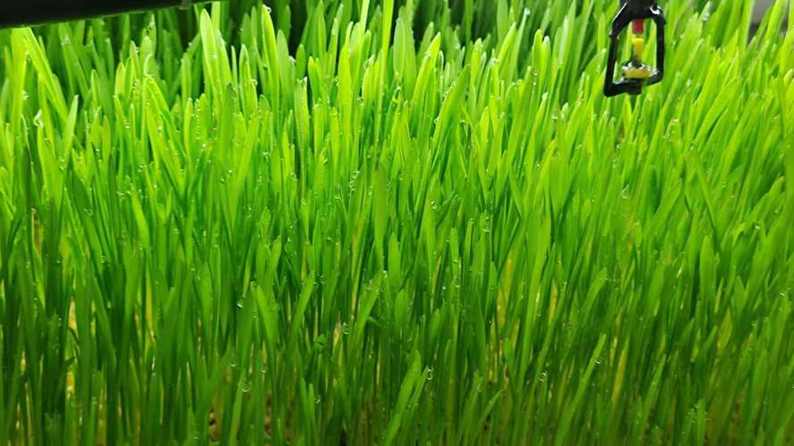 气候对牧草生长的影响，利于牧草生长的气候-第4张图片-屿企百科网