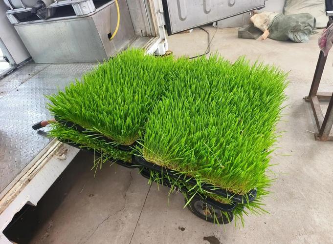 气候对牧草生长的影响，利于牧草生长的气候-第5张图片-屿企百科网