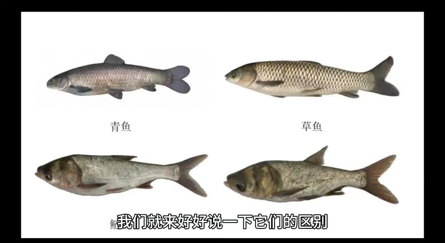 鲭鱼是什么鱼，鲭鱼是什么鱼图片-第1张图片-屿企百科网