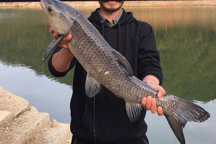 鲭鱼是什么鱼，鲭鱼是什么鱼图片-第4张图片-屿企百科网