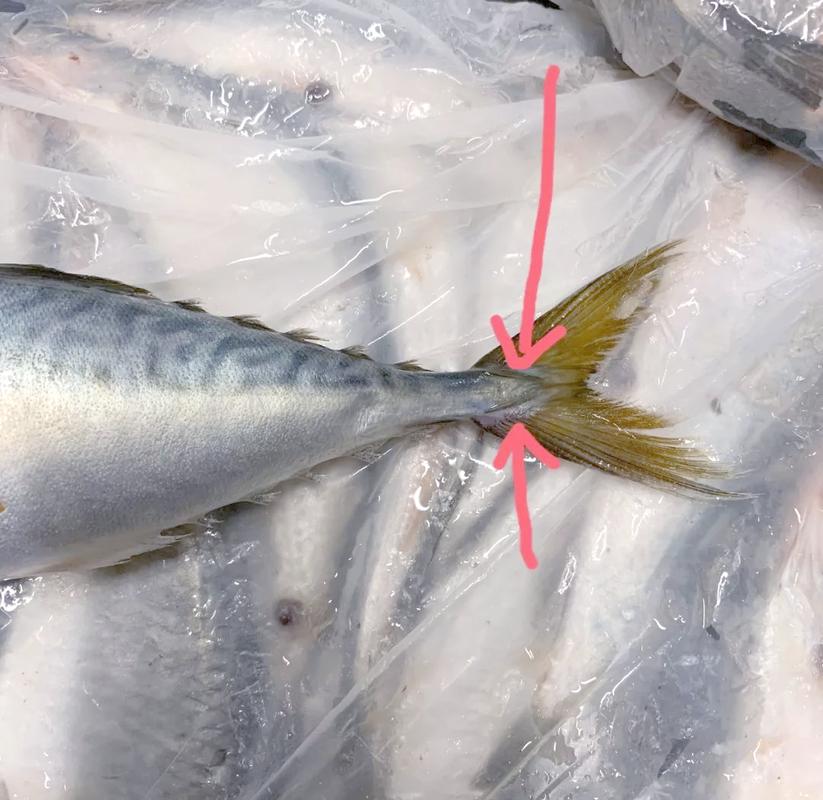 鲭鱼是什么鱼，鲭鱼是什么鱼图片-第6张图片-屿企百科网