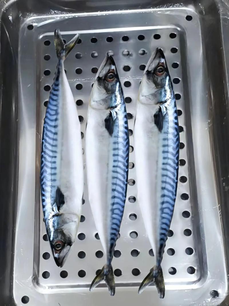 鲭鱼是什么鱼，鲭鱼是什么鱼图片-第7张图片-屿企百科网