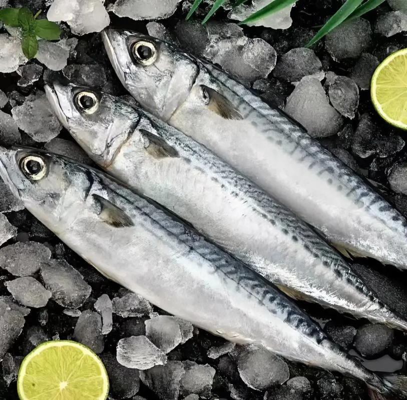 鲭鱼是什么鱼，鲭鱼是什么鱼图片-第8张图片-屿企百科网