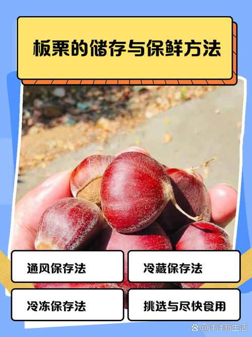 生板栗的储存与保鲜方法？生板栗 如何保存？-第1张图片-屿企百科网