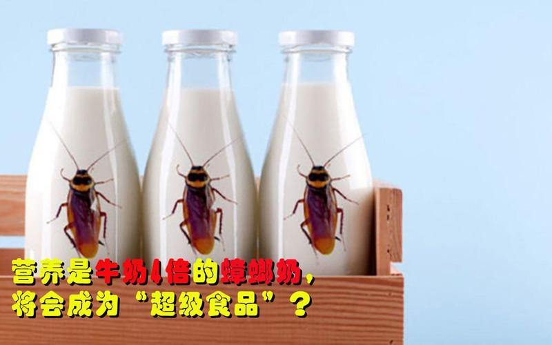 蟑螂奶是什么蟑螂产出来的奶吗，蟑螂奶是怎么发现的？蟑螂奶多少钱一罐？-第1张图片-屿企百科网