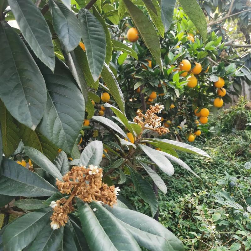 今天阳春天气比较高气温,阳春市近十天天气怎样-第4张图片-屿企百科网 今天阳春天气比较高气温,阳春市近十天天气怎样-第4张图片-屿企百科网