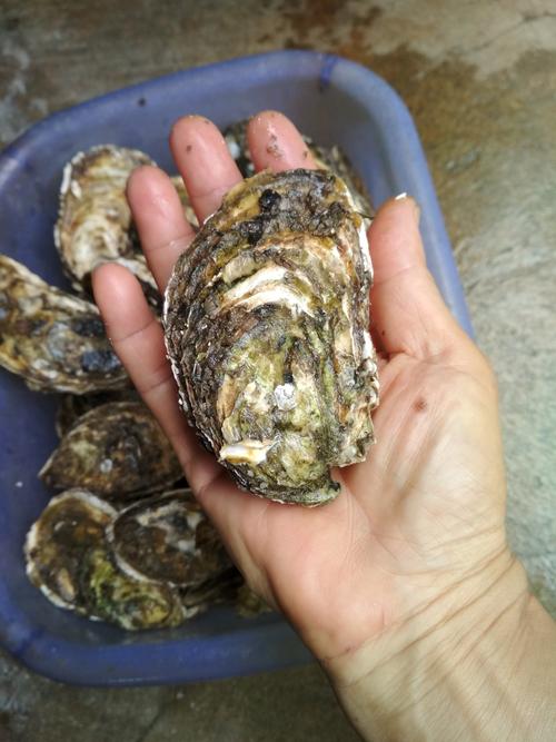 东北人说的辣根是什么,东北的辣根是什么味道-第1张图片-屿企百科网 东北人说的辣根是什么,东北的辣根是什么味道-第1张图片-屿企百科网