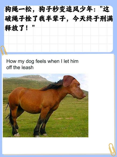 头插野鸡毛是什么动物，头上插鸡毛的是什么族-第2张图片-屿企百科网