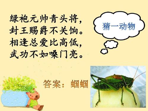 头插野鸡毛是什么动物，头上插鸡毛的是什么族-第7张图片-屿企百科网