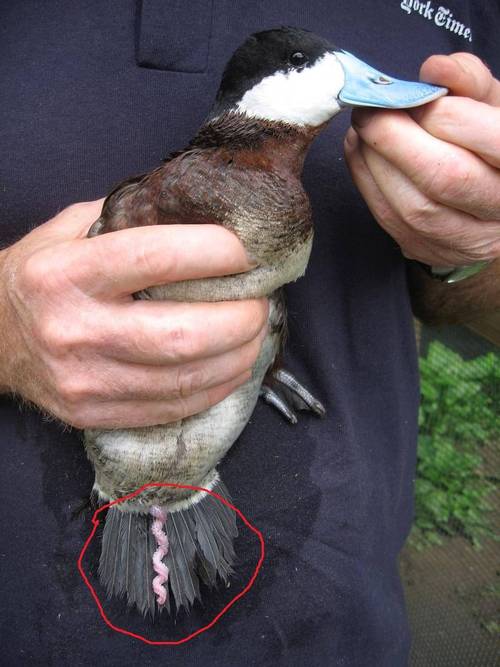 头插野鸡毛是什么动物，头上插鸡毛的是什么族-第8张图片-屿企百科网