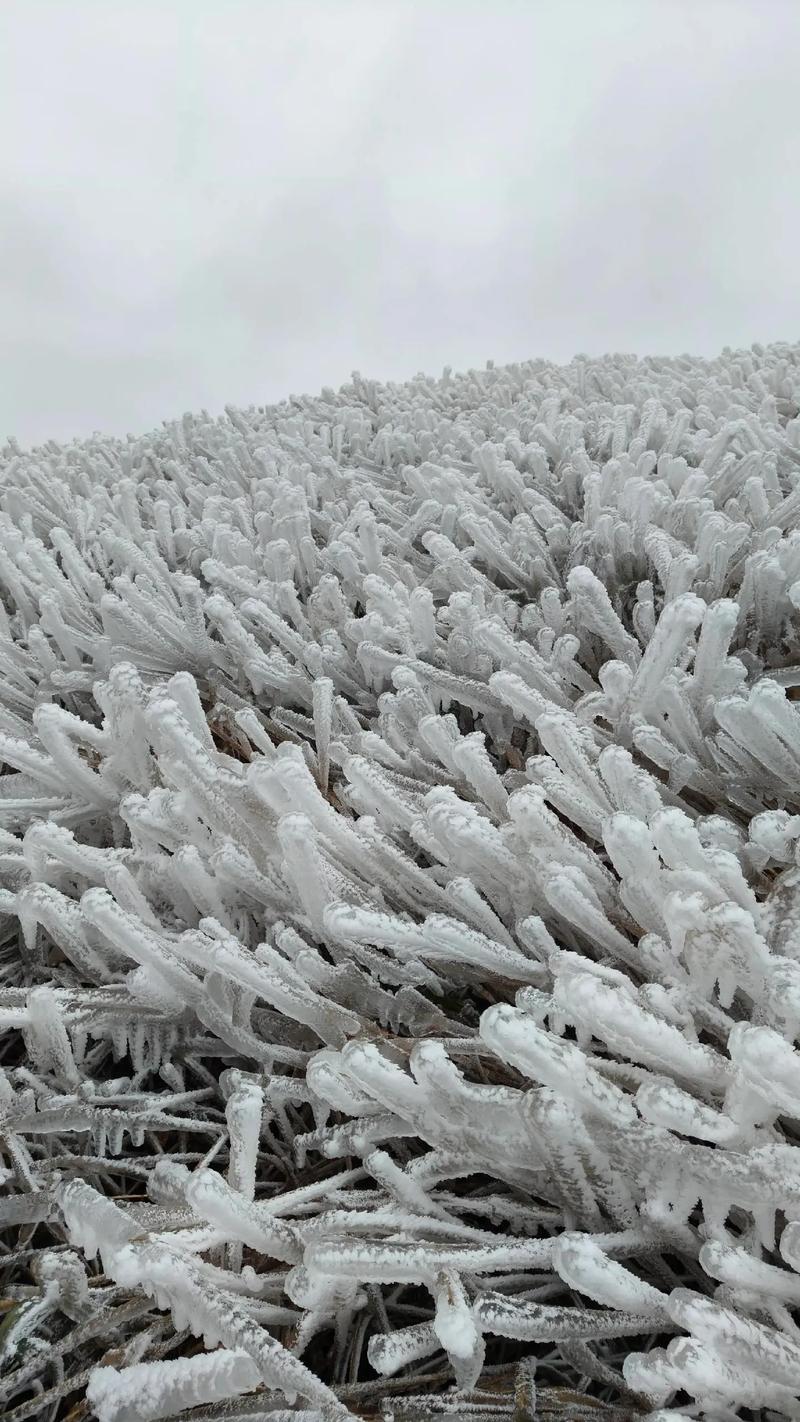 广西气候冬天冷吗，广西冬天气候怎么样？-第1张图片-屿企百科网