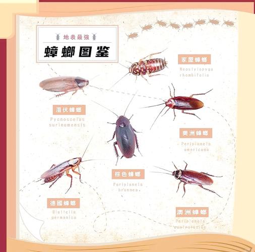 家里好多小蟑螂是什么原因？家里特别多小蟑螂怎么回事？-第4张图片-屿企百科网