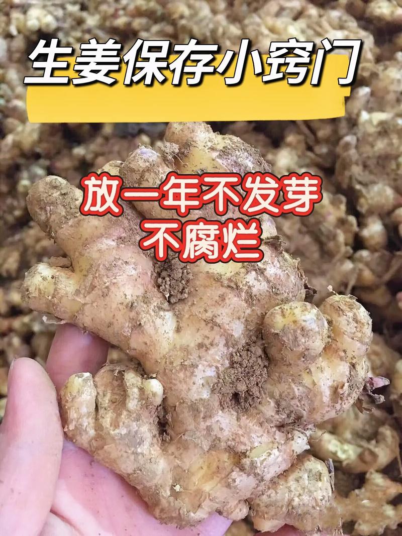 生姜的保存方法小窍门，生姜如何保存时间久-第6张图片-屿企百科网