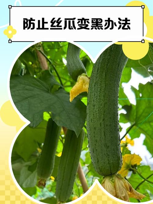 丝瓜怎么做不变黑？丝瓜怎样做不变黑？-第5张图片-屿企百科网