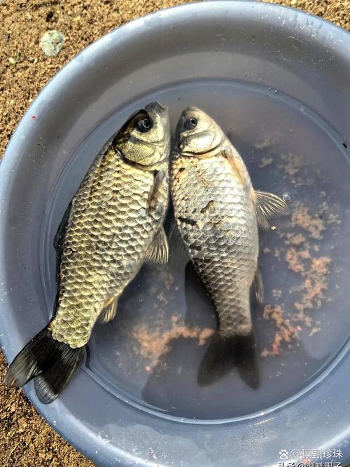 气温10可以钓鱼吗？气温10可以钓鱼吗为什么？-第6张图片-屿企百科网