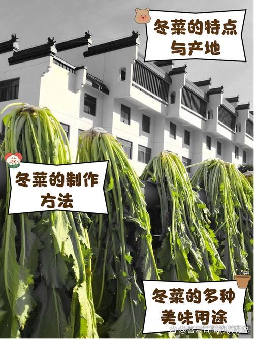 冬菜是什么菜？重庆冬菜是什么菜？-第3张图片-屿企百科网
