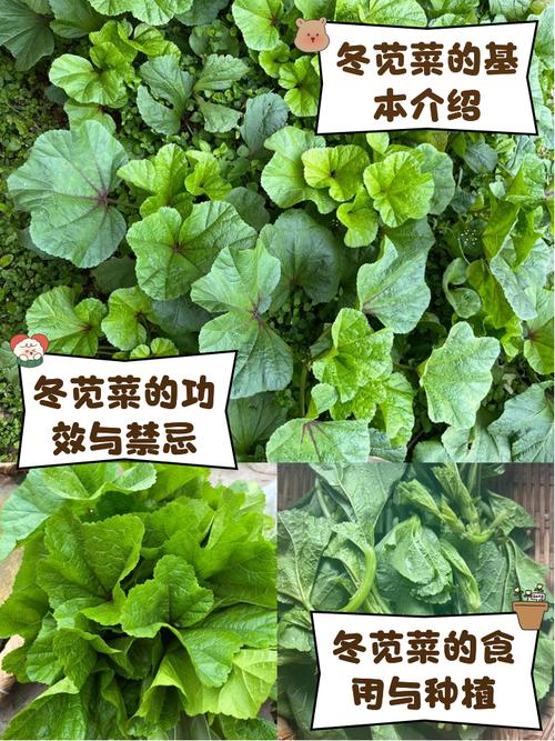 冬菜是什么菜？重庆冬菜是什么菜？-第6张图片-屿企百科网