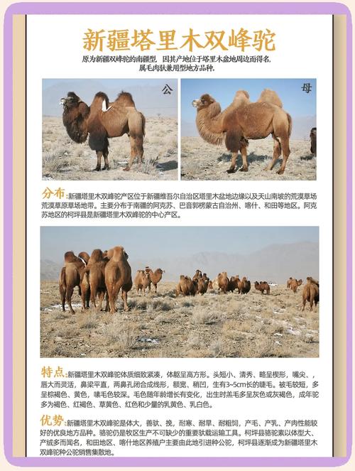 国家为什么禁止养骆驼？国家为什么禁止养骆驼的原因？-第1张图片-屿企百科网