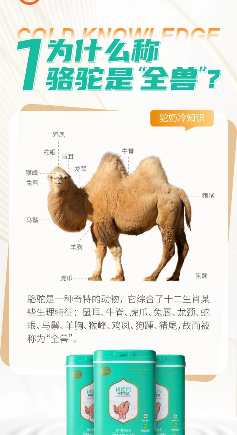 国家为什么禁止养骆驼？国家为什么禁止养骆驼的原因？-第3张图片-屿企百科网