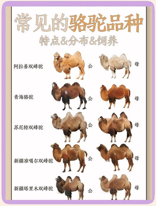 国家为什么禁止养骆驼？国家为什么禁止养骆驼的原因？-第4张图片-屿企百科网