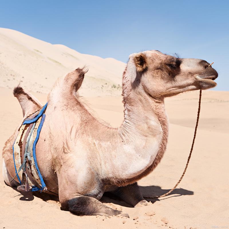 国家为什么禁止养骆驼？国家为什么禁止养骆驼的原因？-第5张图片-屿企百科网