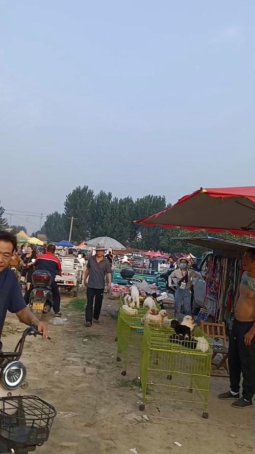 啊初八徐水限什么号，元旦徐水限号吗-第7张图片-屿企百科网