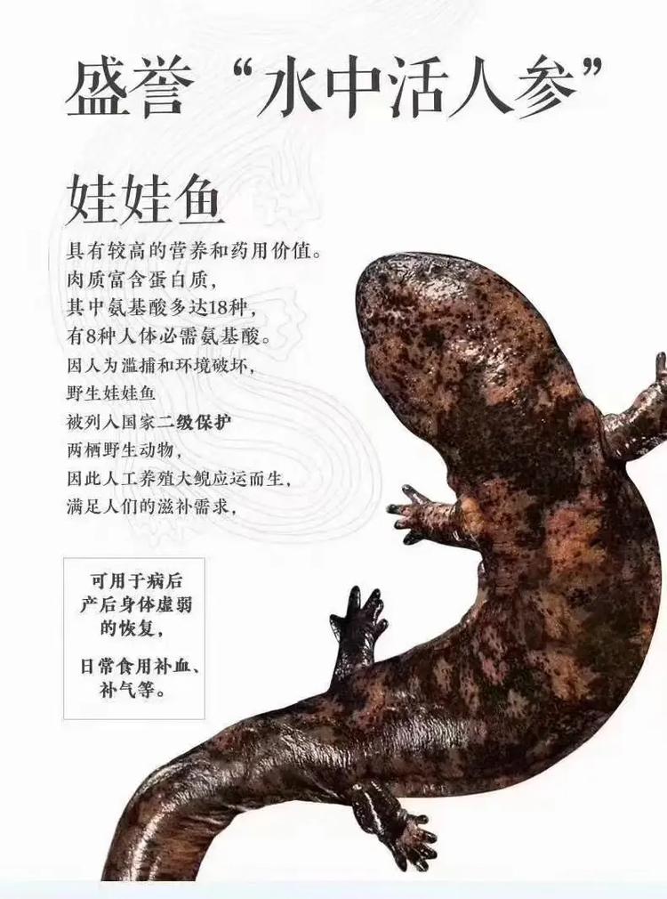 娃娃鱼是鱼吗，为什么？娃娃鱼是否鱼?为什么?？-第1张图片-屿企百科网