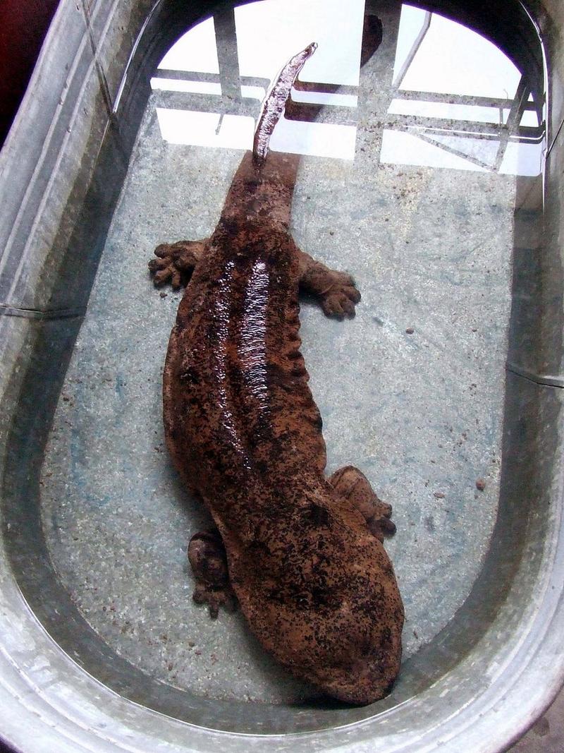 娃娃鱼是鱼吗，为什么？娃娃鱼是否鱼?为什么?？-第2张图片-屿企百科网