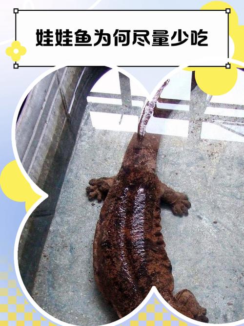 娃娃鱼是鱼吗，为什么？娃娃鱼是否鱼?为什么?？-第4张图片-屿企百科网