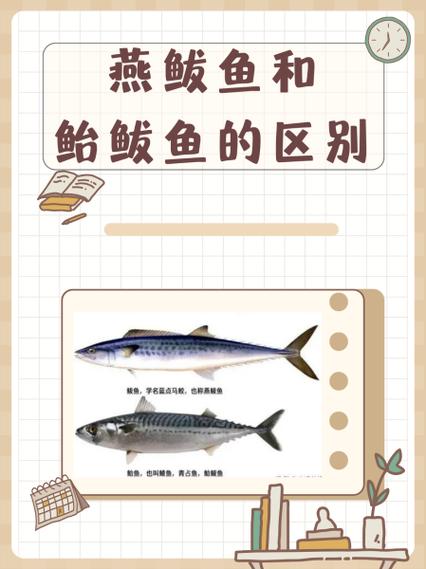 鲅鱼是什么鱼，鲅鱼圈卖的鲅鱼是什么鱼？-第4张图片-屿企百科网