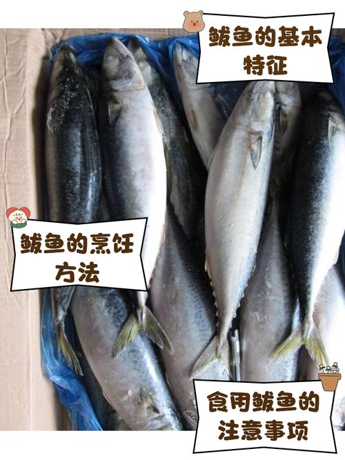 鲅鱼是什么鱼，鲅鱼圈卖的鲅鱼是什么鱼？-第5张图片-屿企百科网