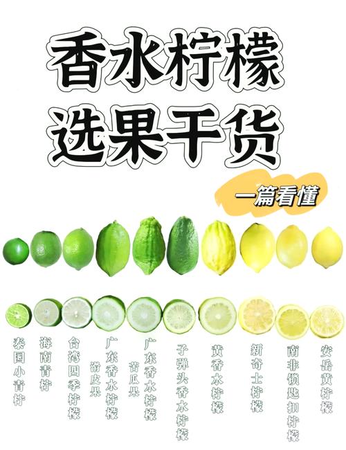 柠檬去苦味方法？柠檬片怎么去苦味？-第2张图片-屿企百科网