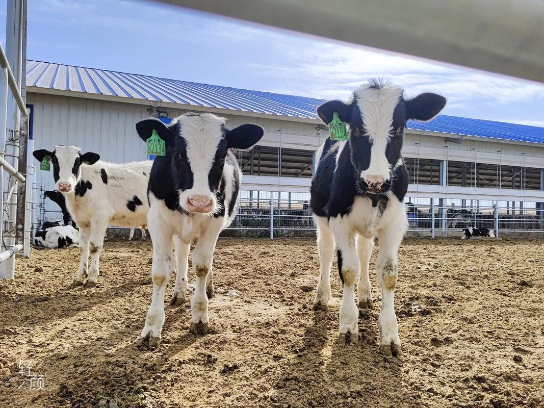 绥化历史比较高气温，黑龙江绥化全年气温？-第3张图片-屿企百科网