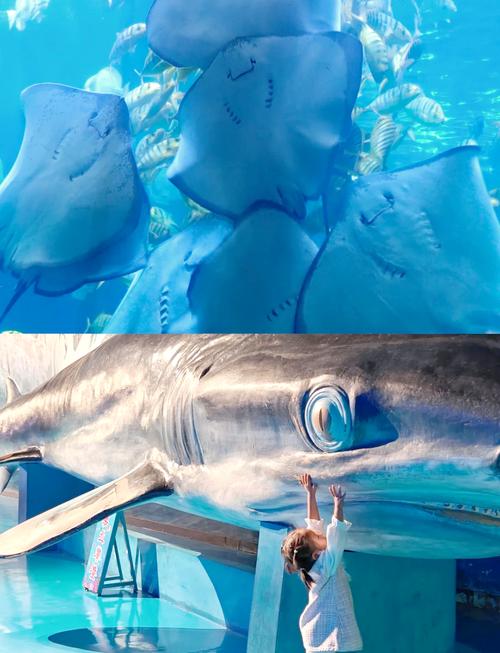 蓬莱海底世界门票团购，蓬莱海底世界门票团购怎么买-第4张图片-屿企百科网