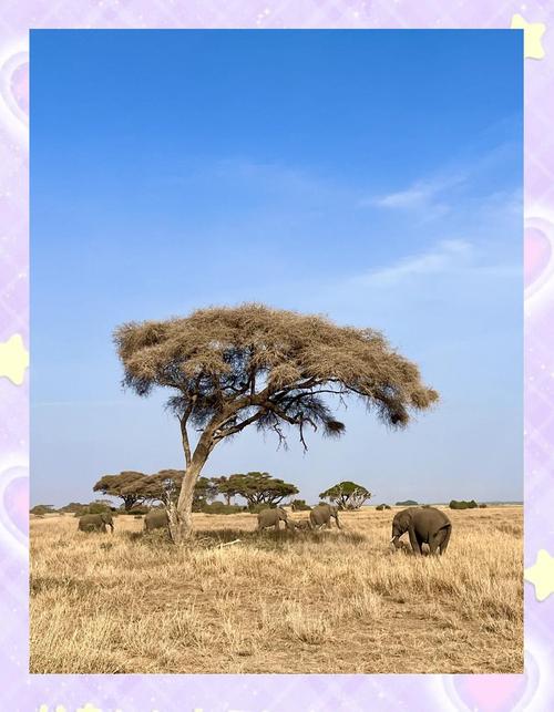 肯尼亚旅游最佳时间，肯尼亚旅游旺季？-第3张图片-屿企百科网