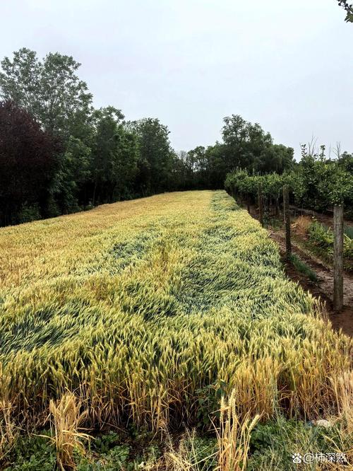 宝鸡现在气温多少度？宝鸡气温多少度今天？-第4张图片-屿企百科网