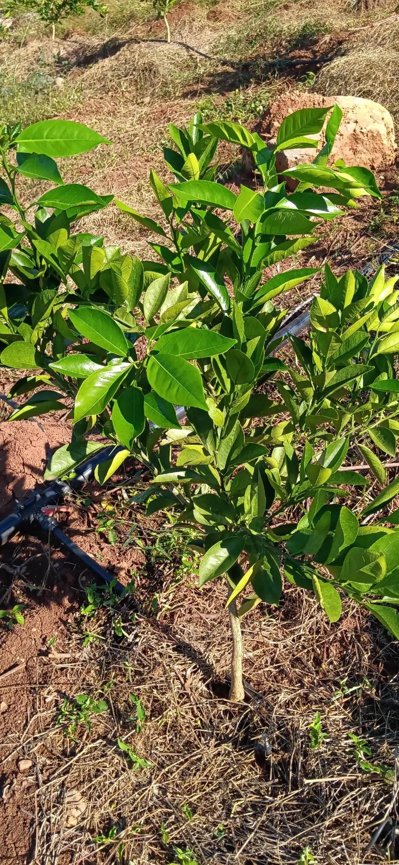 茂名十月份气温多少度？茂名10月份天气？-第2张图片-屿企百科网