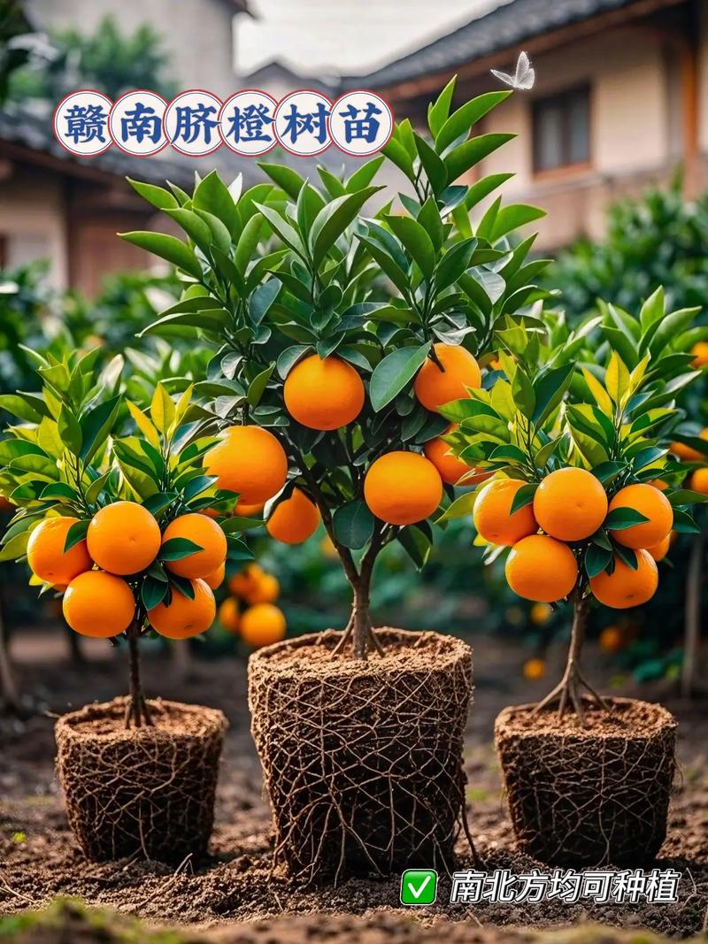 茂名十月份气温多少度？茂名10月份天气？-第5张图片-屿企百科网