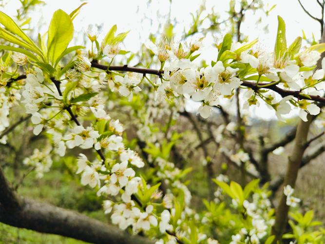 吉林3月份气温是多少，吉林三月中旬气温-第6张图片-屿企百科网