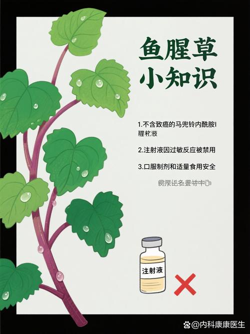 鱼腥草为什么被禁用？鱼腥草为什么要少吃？-第2张图片-屿企百科网