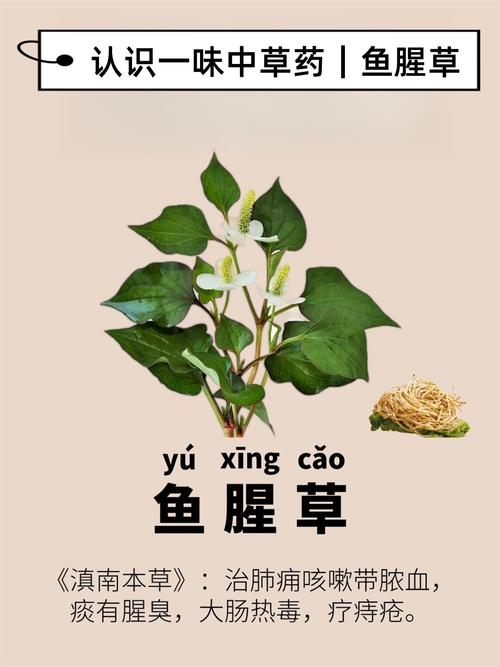 鱼腥草为什么被禁用？鱼腥草为什么要少吃？-第5张图片-屿企百科网