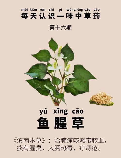 鱼腥草为什么被禁用？鱼腥草为什么要少吃？-第6张图片-屿企百科网