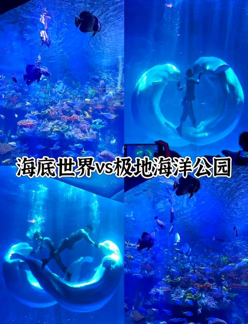青岛极地海洋馆游玩攻略？青岛极地海洋馆营业时间？-第4张图片-屿企百科网