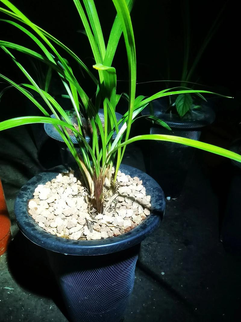 麦饭石是什么材料？火山岩麦饭石是什么材料？-第2张图片-屿企百科网