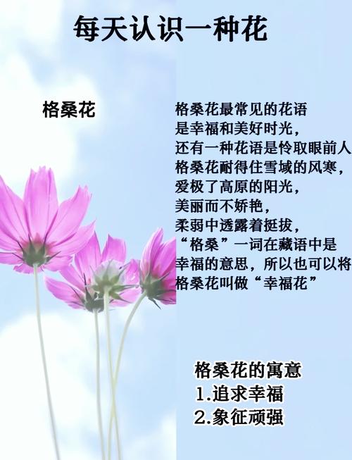 格桑花是什么意思，格桑花的传说是什么，格桑花又名什么花？-第2张图片-屿企百科网