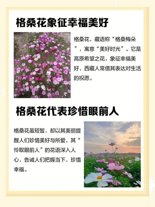 格桑花是什么意思，格桑花的传说是什么，格桑花又名什么花？-第4张图片-屿企百科网