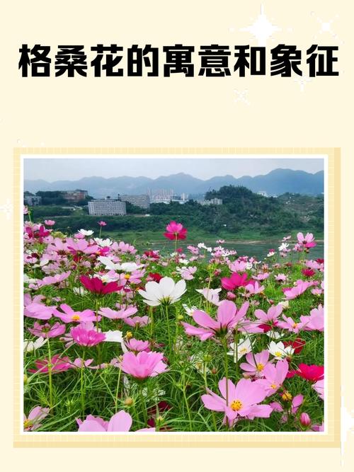 格桑花是什么意思，格桑花的传说是什么，格桑花又名什么花？-第5张图片-屿企百科网